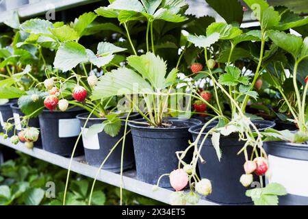 Erdbeerpflanzen mit Reifen Beeren in Blumentöpfen auf dem Bauernhof. Stockfoto