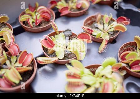 Venus Flytrap (Dionaea muscipula) Blüten in Töpfen auf Tablett. Stockfoto