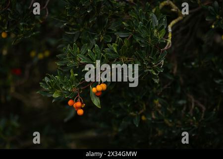 Hintergrund: Erdbeerbaum oder Chorleyholz (Arbutus unedo). Reife bunte Früchte und Blumen von Arbutus unedo. Regnerischer Tag im Garten. Hintergrund, weich f Stockfoto