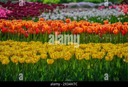 Viele blühende, bunte Tulpen Stockfoto