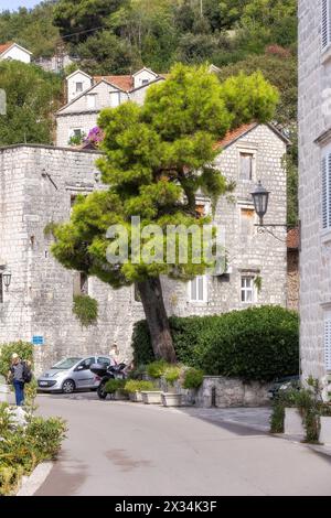 Perast, Montenegro - 21. September 2023: Blick auf die Straße im Sommer in die Altstadt und die Bäume Stockfoto