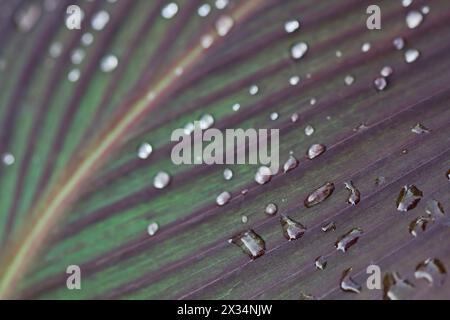 Italien, Latium, Landschaft, Regentropfen auf einer indischen Zuckerrohr-Blatt Stockfoto