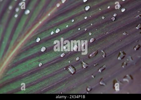 Italien, Latium, Landschaft, Regentropfen auf einer indischen Zuckerrohr-Blatt Stockfoto