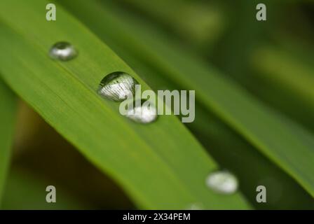 Italien, Latium, Landschaft, Regentropfen auf einem Blatt Stockfoto