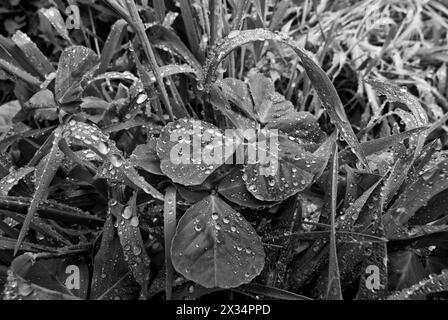 Italien, Latium, Landschaft, Regentropfen auf Rasen Blätter Stockfoto