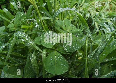 Italien, Latium, Landschaft, Regentropfen auf Rasen Blätter Stockfoto