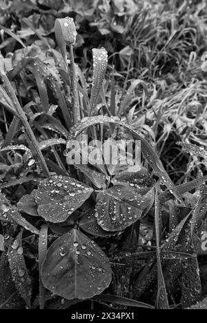 Italien, Latium, Landschaft, Regentropfen auf Rasen Blätter Stockfoto