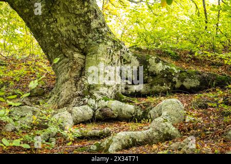 Alte Buche an den Hängen des Berges Demerdzhi auf der Krim. Große Wurzeln Stockfoto