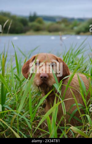 Wirehaired Wizsla posiert am Fluss, umgeben von langem und grünem Gras. Der Hund versteckt sich im Gras und schaut in die Kamera. Stockfoto