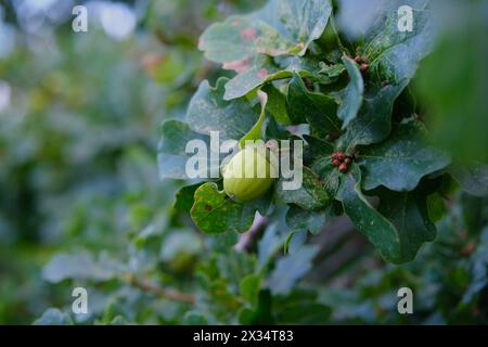 Smaragd Juwel of the Forest: Eine Nahaufnahme eines grünen Acorns erweckt die Pracht der Natur zum Leben. Grüne Eichel wächst auf einer Eiche. Stockfoto