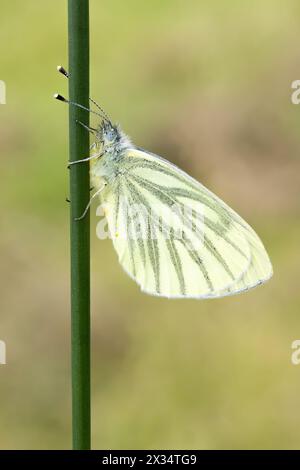 Grüner Weißer Schmetterling in Ruhe auf einem Schilf Stockfoto