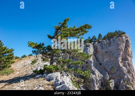 Blick auf den Gipfel des Ai-Petri Berges. Die Südküste der Krim Stockfoto