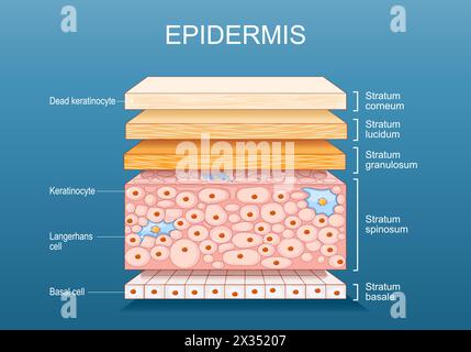 Epidermisanatomie. Hautstruktur. Zelle und Schichten einer menschlichen Haut. Der Querschnitt der Epidermis. Vektorposter. Abbildung „Isometrische Abwicklung“. Stock Vektor