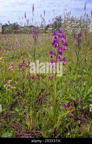 LAX-blühende Orchidee (Anacamptis laxiflora), Orchidaceae. Wilde europäische Orchideen. Italien, Toskana Stockfoto