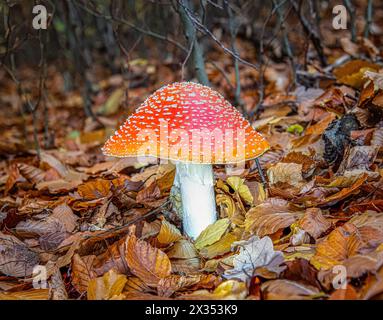 Ein roter Fliegenpilz (Amanita muscaria) mit einem leuchtend roten Hut und charakteristischen weißen flockigen Schuppen (Reste des Schleiers) auf dem Waldboden. Stockfoto