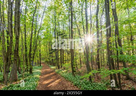 Altenmarkt an der Triesting: Wald, blühender Bärlauch (wilder Knoblauch), am Berg Peilstein in Wienerwald, Wienerwald, Niederösterreich, Lower A Stockfoto