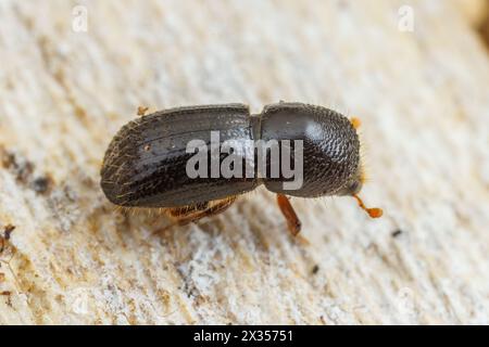 Euwallacea validus, ein in Asien heimischer Ambrosiakäfer, adventiv in Nordamerika. Stockfoto