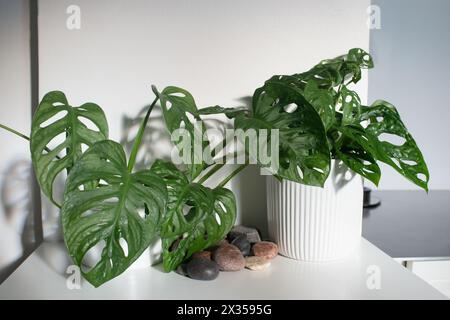 Nahaufnahme eines schönen zweiblättrigen Philodendrons in einer Küche. Monstera deliciosa, die Schweizer Käsepflanze[2] oder Spaltblatt-Philodendron Stockfoto