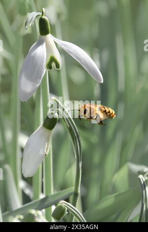 Makro von Schneeglöckchen (Galanthus) auf einer Wiese mit einer fliegenden Biene, weicher pastellgrüner Hintergrund Stockfoto