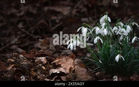 Mehrere Schneeglöckchen (Galanthus) umgeben von herabfallenden Blättern in Herbstfarben, Kopierraum, Negativraum Stockfoto