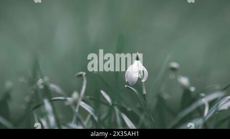 Nahaufnahme eines einzelnen Schneeglöckchens (Galanthus) mit weichem hellblaugrün/blauem Hintergrund, Kopierraum, 16:9 Stockfoto