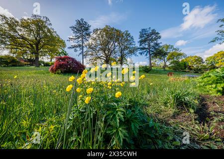 Gelber Trollius blüht im Frühjahr in der Alpine Meadow im RHS Garden, Wisley, surrey, Südosten Englands Stockfoto