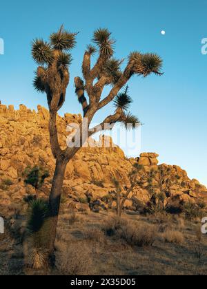 Bei Sonnenuntergang im Joshua Tree National Park in Kalifornien mit Felsen im Hintergrund Stockfoto