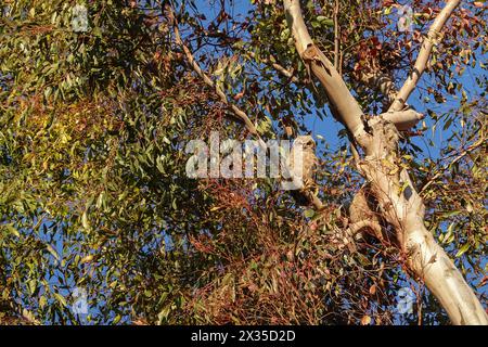 Bubo virginianus thront auf einem Baum in seinem natürlichen Lebensraum in der Stadt Irvine, Orange County, Kalifornien Stockfoto