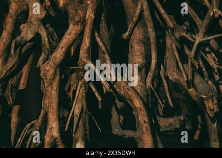 Dunkles Banyan Bodhi braunes Baumwurzelsystem in wilder Natur. Abstrakte natürliche Kulisse mit Baumwurzeln. Tapete mit verdrehten Ästen. Pflanzen wachsen. Stockfoto