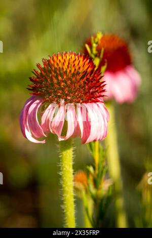 Pink Kegel FULY Open Stockfoto