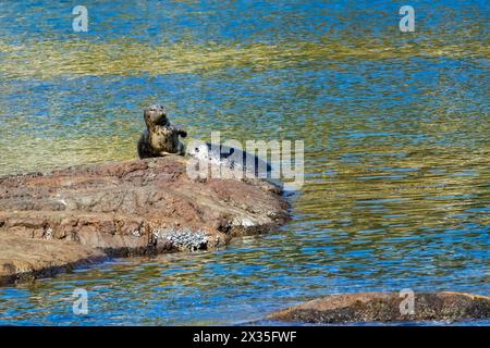 Mama und Baby-Hafenrobbe auf einem Felsen Stockfoto