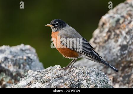 Amerikanischer Robin auf einem Felsen Stockfoto