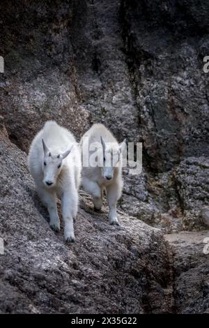 Zwei junge Bergziegen, die auf einem Felsvorsprung laufen Stockfoto