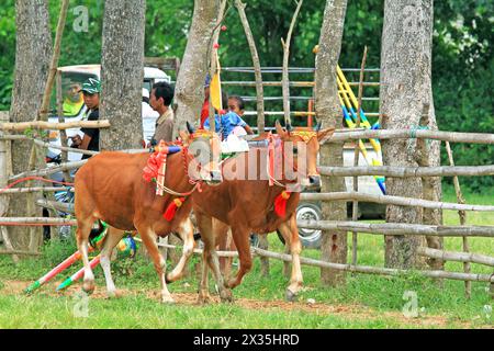 Karapan Sapi, das traditionelle Stierrennen-Festival, bei dem junge Stiere von Jungen auf der Insel Madura in Ost-Java, Indonesien, geritten werden. Stockfoto