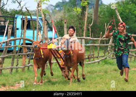 Karapan Sapi, das traditionelle Stierrennen-Festival, bei dem junge Stiere von Jungen auf der Insel Madura in Ost-Java, Indonesien, geritten werden. Stockfoto