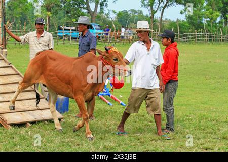 Karapan Sapi, das traditionelle Stierrennen-Festival, bei dem junge Stiere von Jungen auf der Insel Madura in Ost-Java, Indonesien, geritten werden. Stockfoto