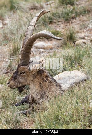 Eine wilde Ziege sitzt im Gras des Montserrat, Katalonien, Spanien. Stockfoto