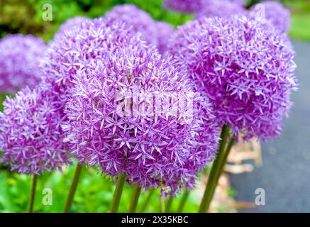 Riesige Globus-Allien blühen im Sommergarten. Stockfoto
