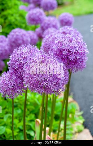 Riesige Globus-Allien blühen im Sommergarten. Stockfoto