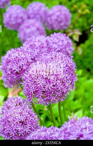 Riesige Globus-Allien blühen im Sommergarten. Stockfoto