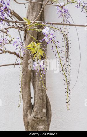 Wisterien wachsen auf Reben in einem botanischen Garten auf Montjuic in Barcelona, Spanien. Stockfoto