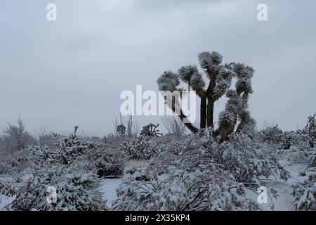 Schnee in Mohave County, Mohave Desert Arizona, Joshua Trees Stockfoto