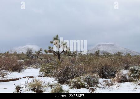 Schnee in Mohave County, Mohave Desert Arizona, Joshua Trees Stockfoto