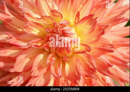 Dahlia 'Snoho Wonder' (Dahlia Hybride), Detail der Blume, Zierpflanze, Nordrhein-Westfalen, Deutschland Stockfoto