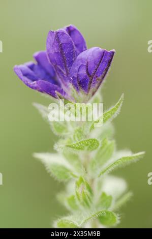 Haubensalbei (Salvia viridis, Salvia horminum), Nordrhein-Westfalen, Deutschland Stockfoto