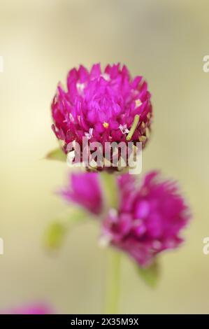 Globus amaranth (Gomphrena globosa), Blumen, Heilpflanze, Zierpflanze, Nordrhein-Westfalen, Deutschland Stockfoto