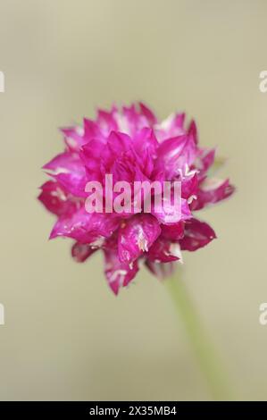 Globus amaranth (Gomphrena globosa), Blumen, Heilpflanze, Zierpflanze, Nordrhein-Westfalen, Deutschland Stockfoto