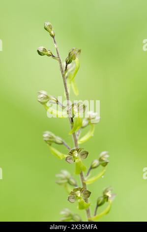 Grosses bifolium (Neottia ovata, Listera ovata), blühend, Nordrhein-Westfalen, Deutschland Stockfoto