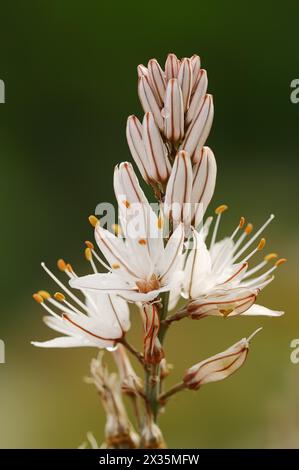 Asphodelus ramosus (Asphodelus ramosus), Blumen, Provence, Frankreich Stockfoto