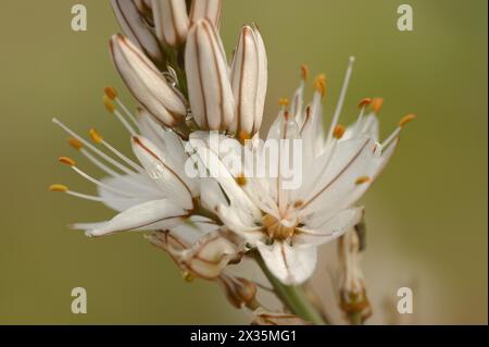 Asphodelus ramosus (Asphodelus ramosus), Blumen, Provence, Frankreich Stockfoto